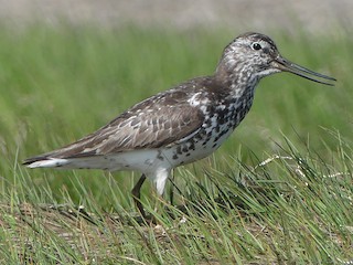 カラフトアオアシシギ - eBird