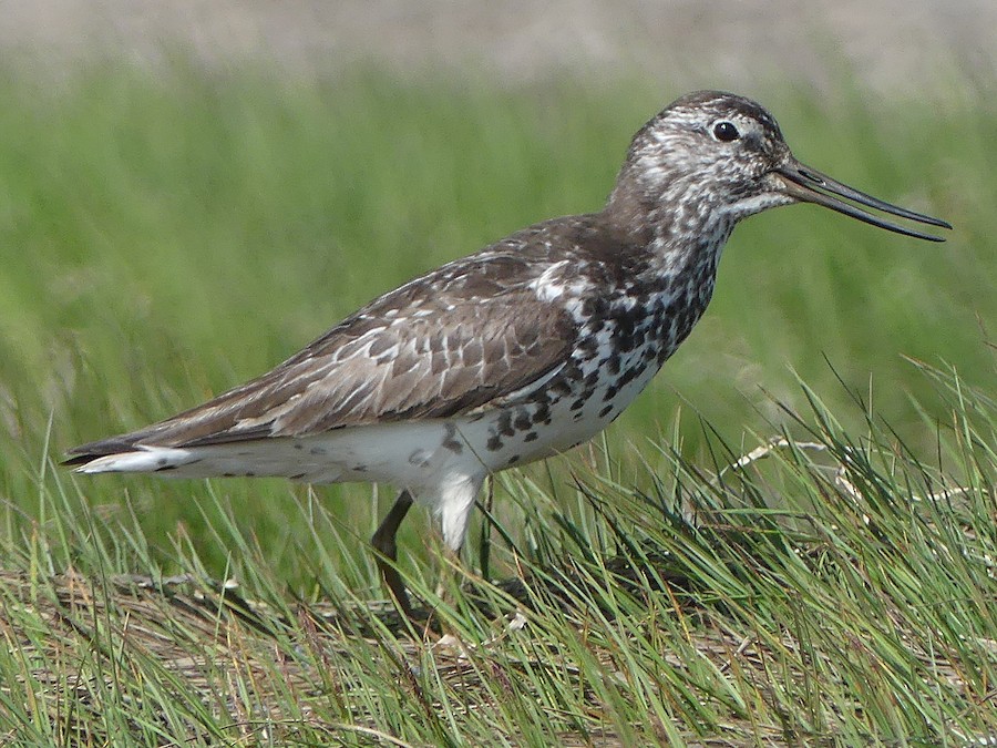 カラフトアオアシシギ - eBird