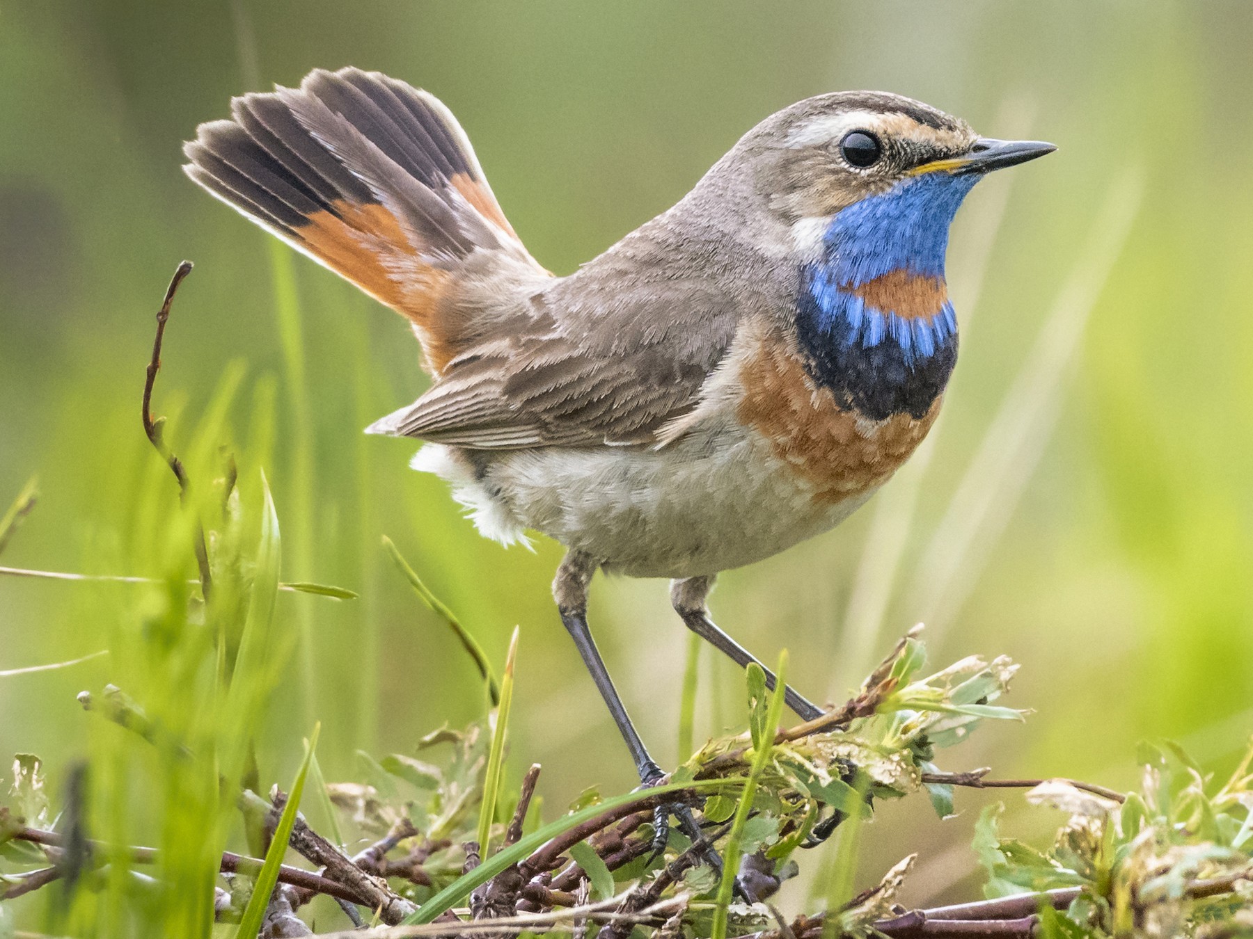 Bluethroat - Bryan Calk