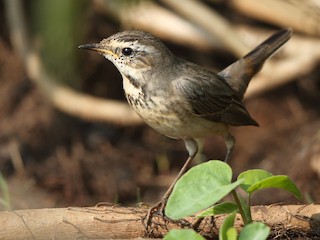 オガワコマドリ - eBird