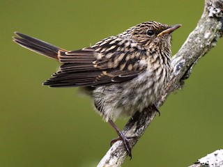 Молодая птица - Daniel López-Velasco | Ornis Birding Expeditions - ML261495821
