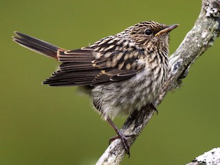 นกเด็ก - Daniel López-Velasco | Ornis Birding Expeditions - ML261495821