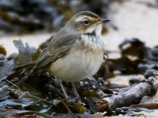 オガワコマドリ - eBird