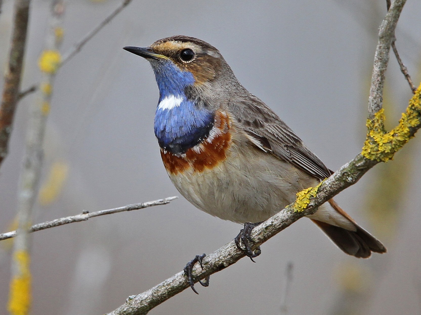 Female Blue Throat