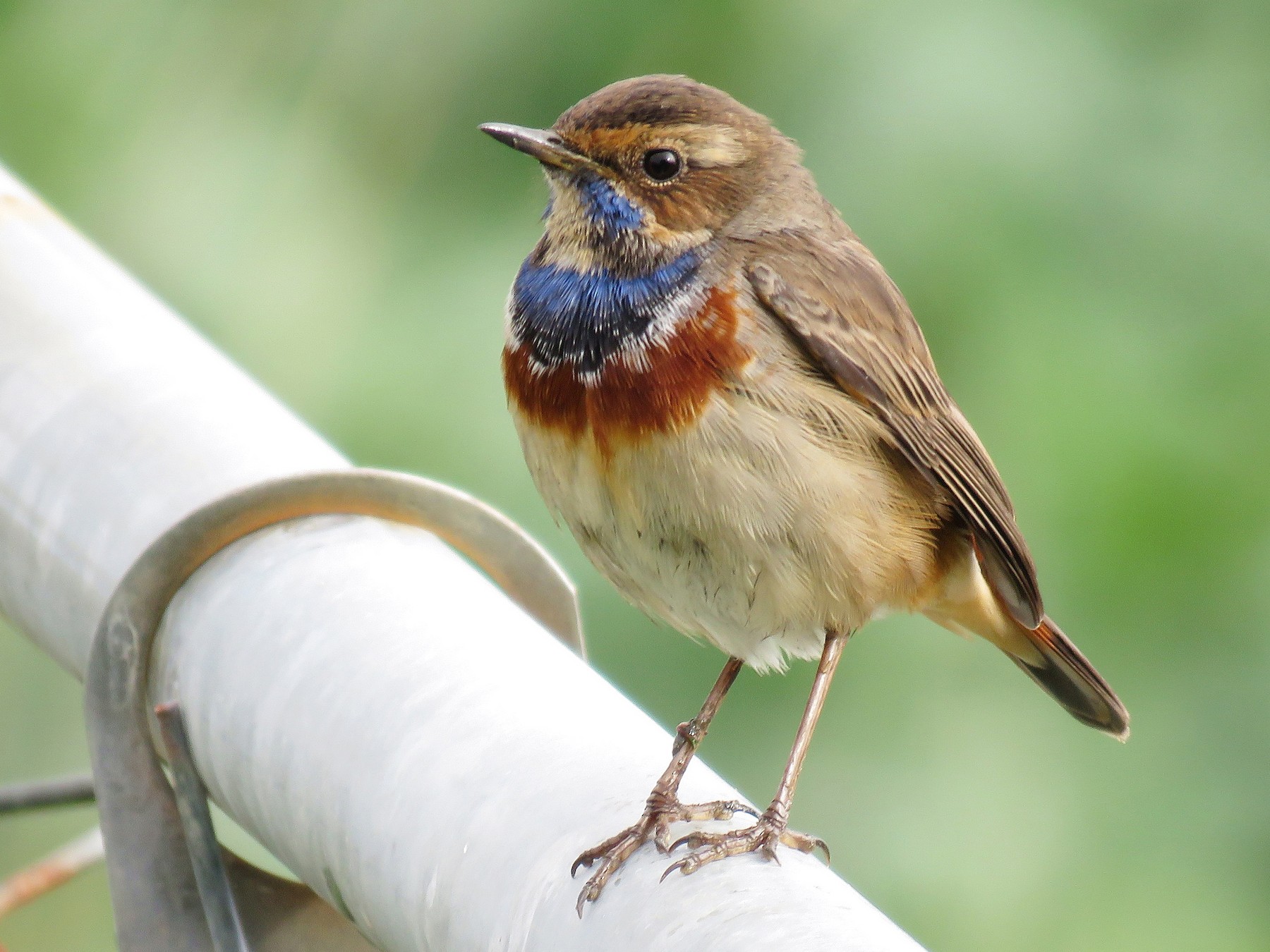 Bluethroat - eBird