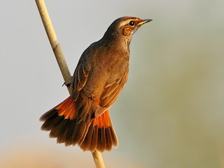 นกเพศผู้เต็มวัย (Red-spotted) - Rob Belterman - ML261496551