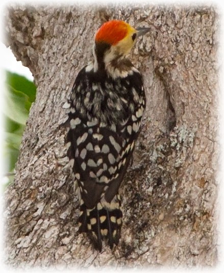 Yellow-crowned Woodpecker - ML261498121
