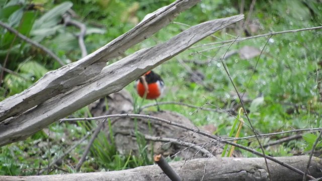 Red-capped Robin - ML261499501