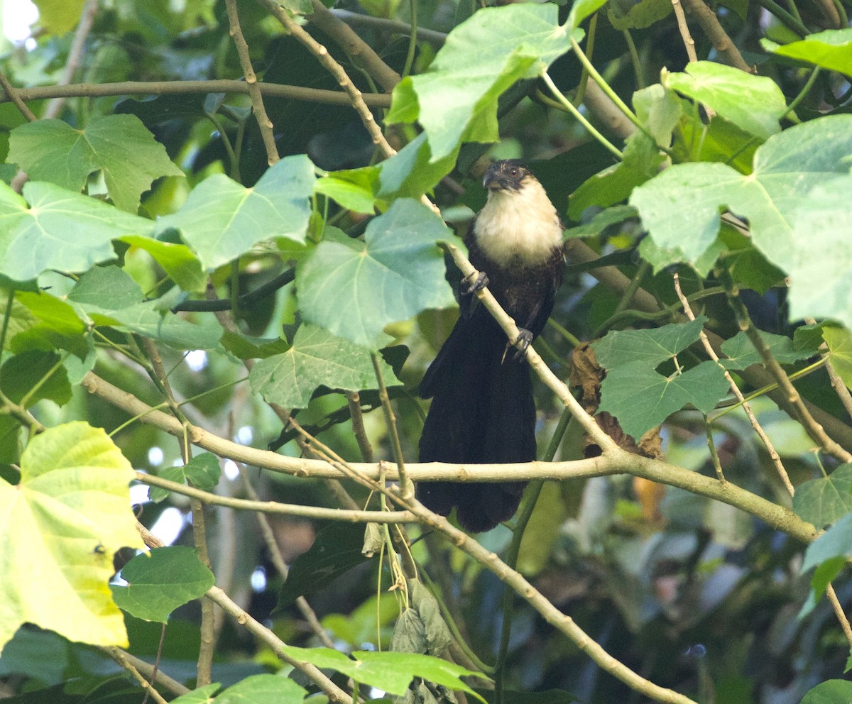 Pied Coucal - ML261502211