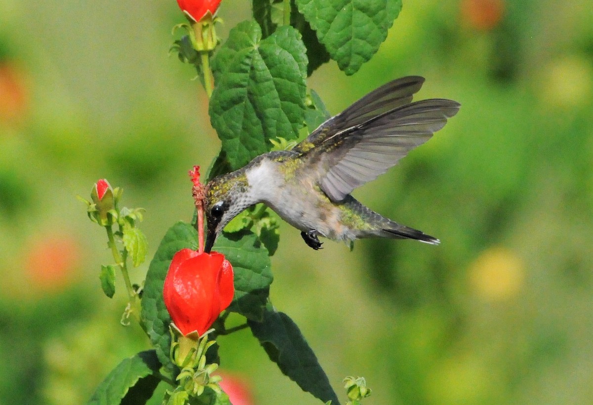 Ruby-throated Hummingbird - Jim Highberger