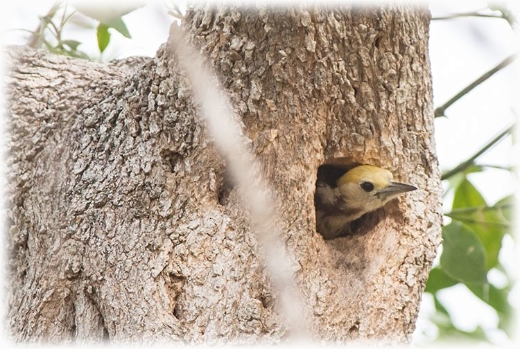 Yellow-crowned Woodpecker - ML261506311