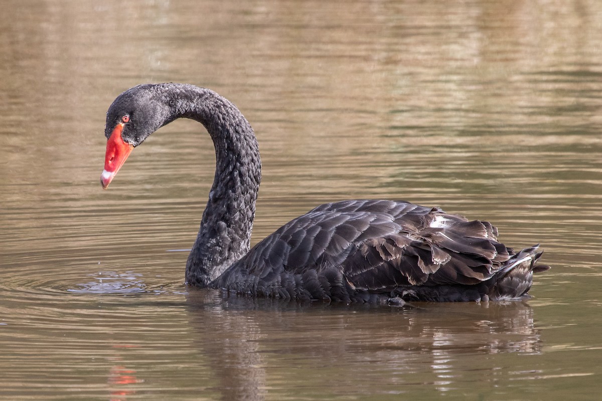 Black Swan - ML261512181