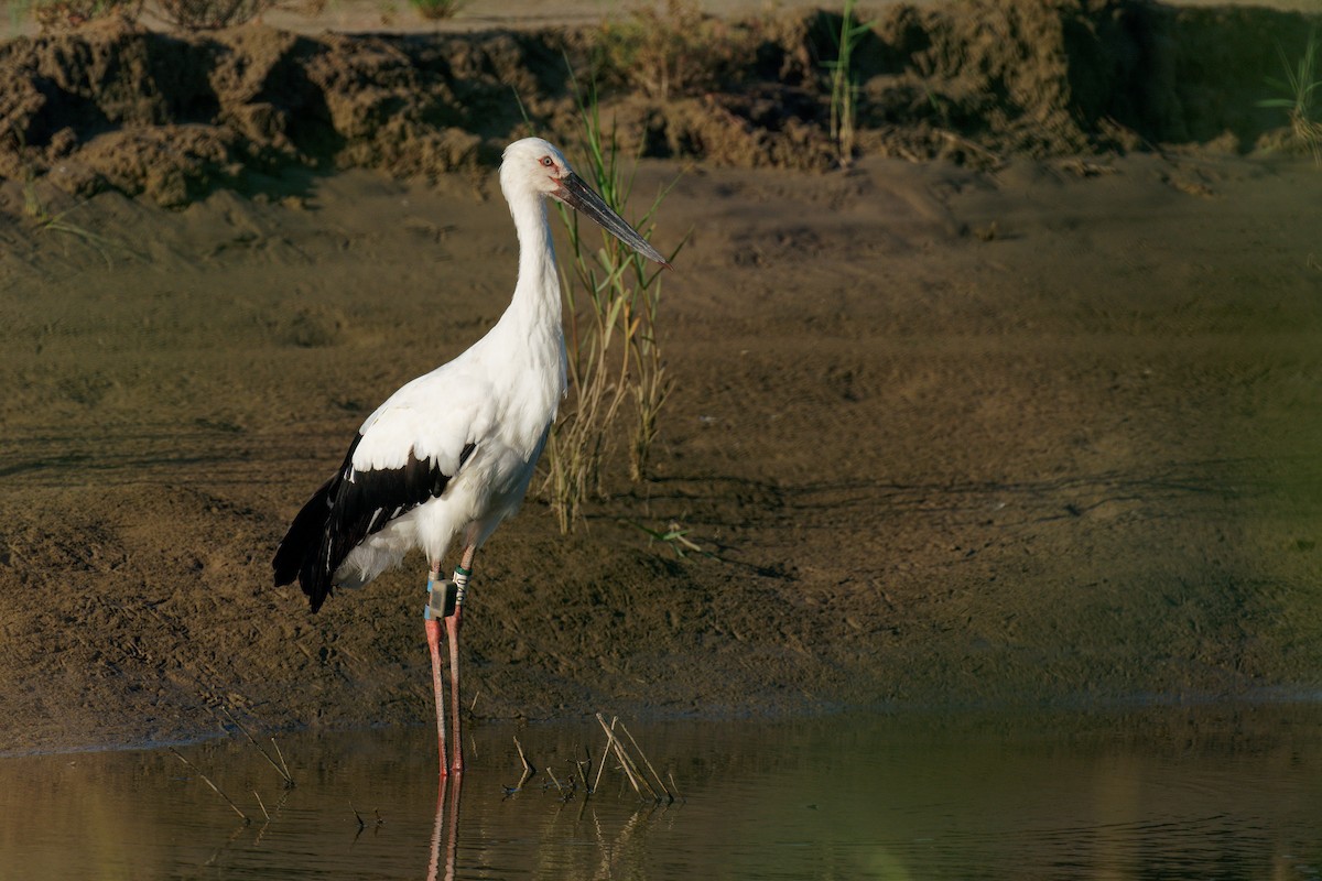 Oriental Stork - ML261513311