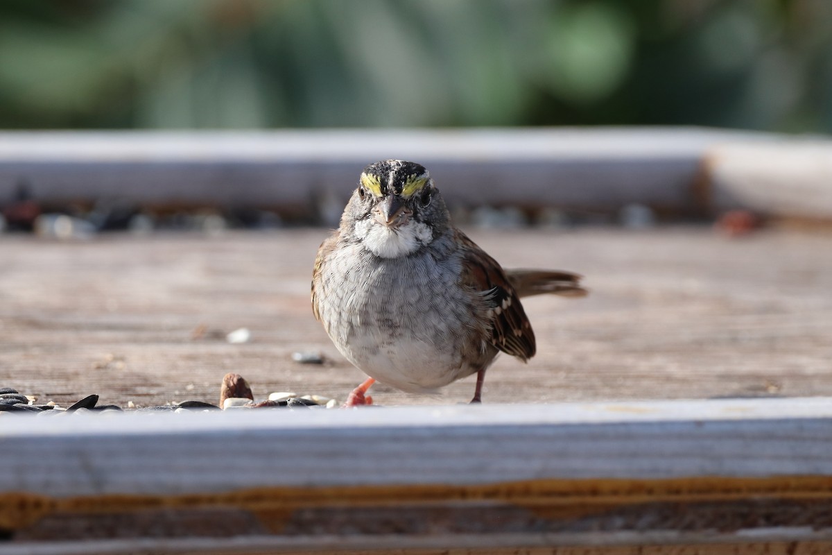 White-throated Sparrow - ML261517901