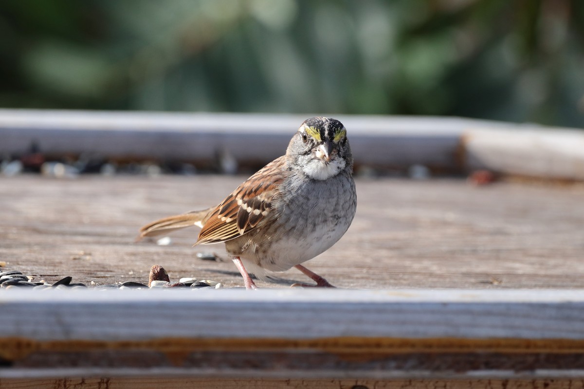 White-throated Sparrow - ML261518001