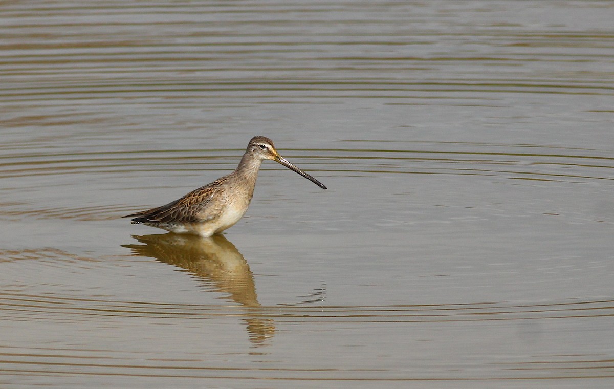 Long-billed Dowitcher - ML261521351