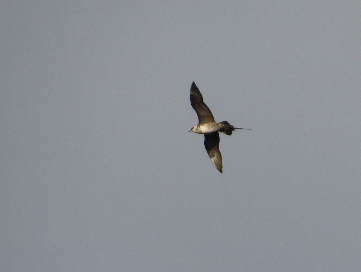 Long-tailed Jaeger - ML261521431