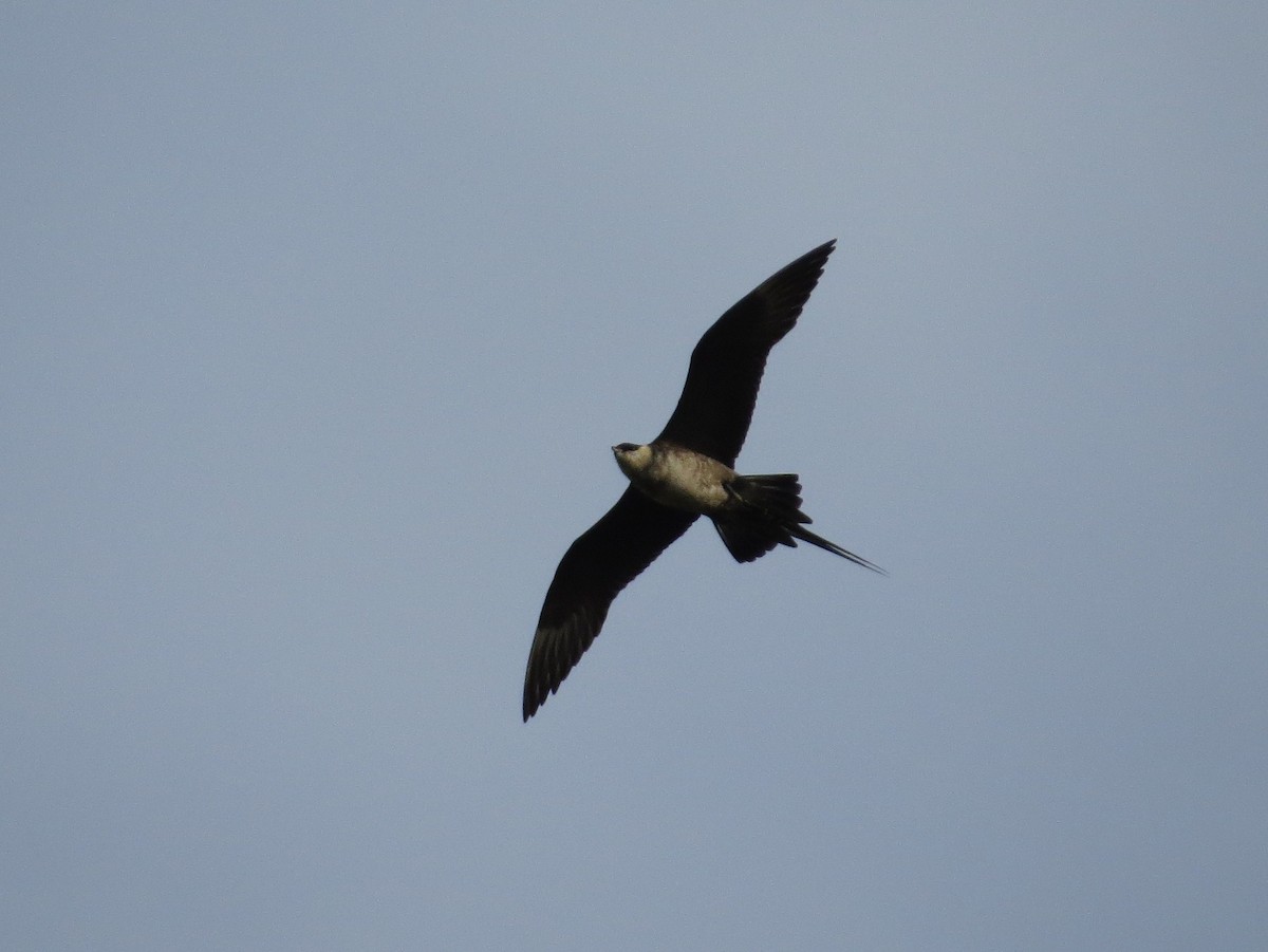 Long-tailed Jaeger - ML261521491