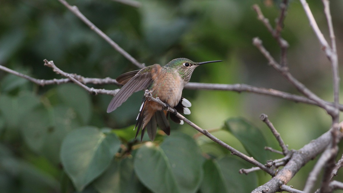 Broad-tailed Hummingbird - ML261523811