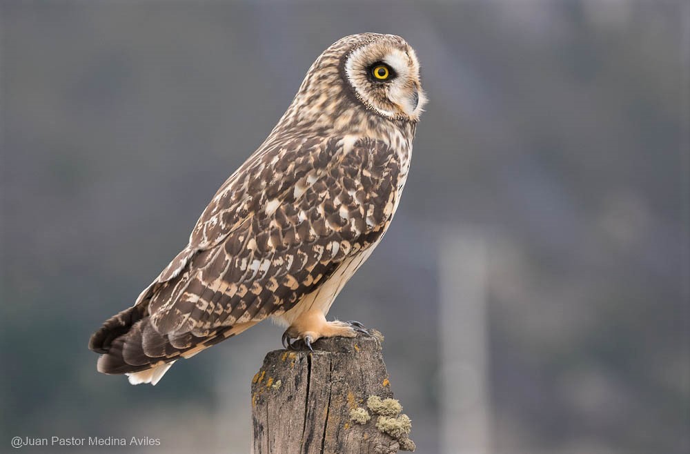 Short-eared Owl - ML261530821