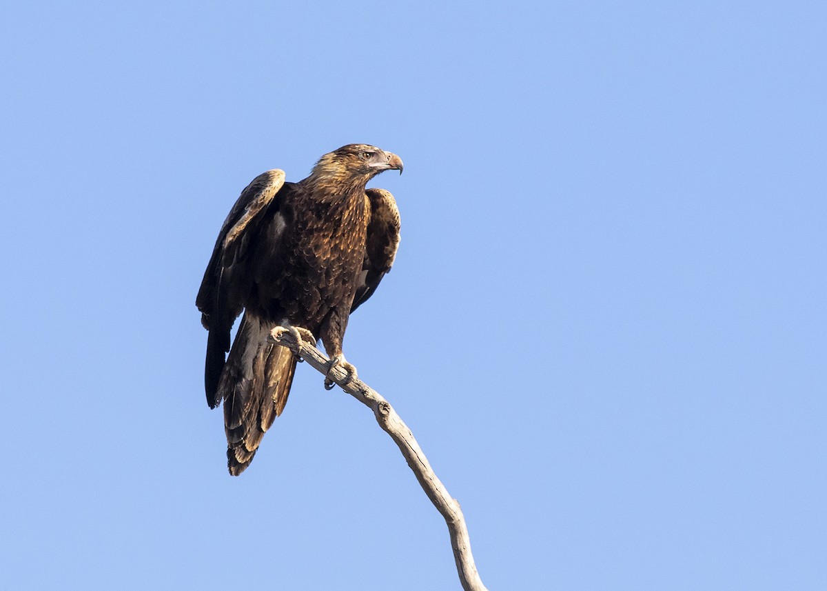 Wedge-tailed Eagle - ML261533331