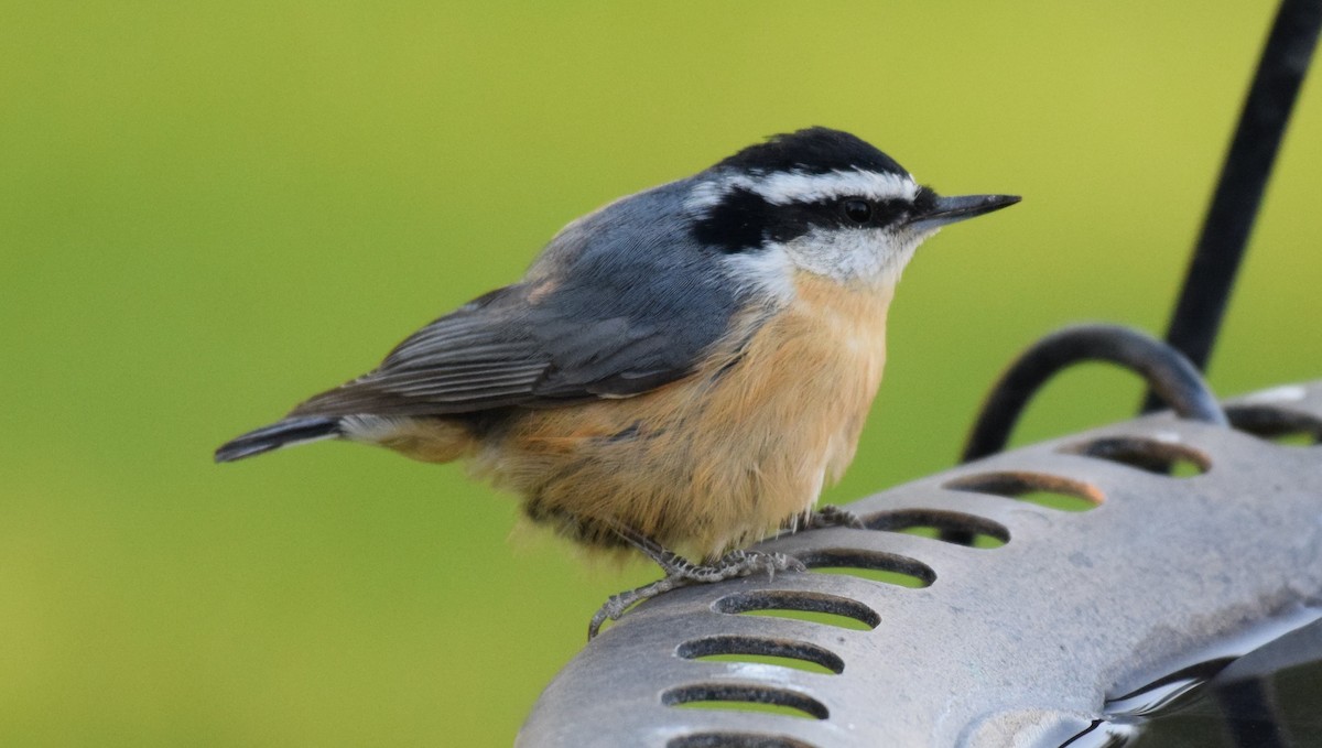 Red-breasted Nuthatch - Dimitris Dimopoulos