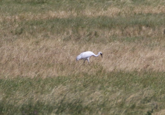 Whooping Crane - eBird