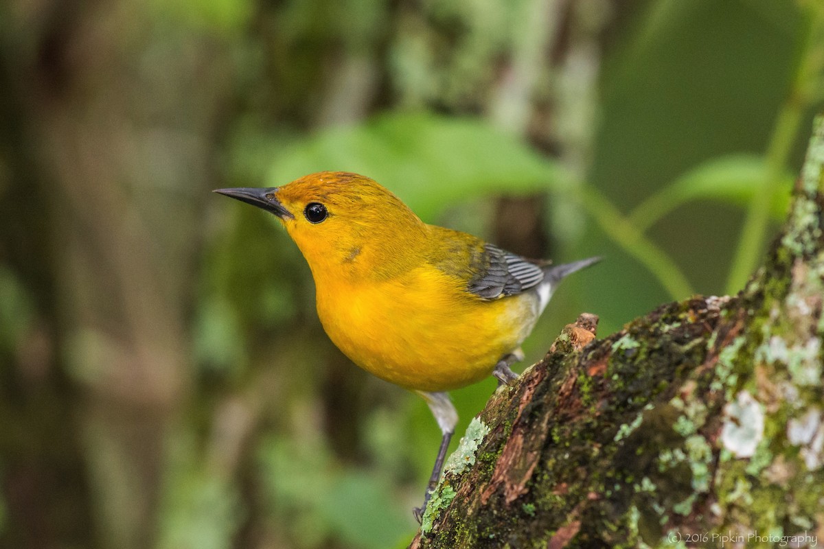 Prothonotary Warbler - Tal Pipkin