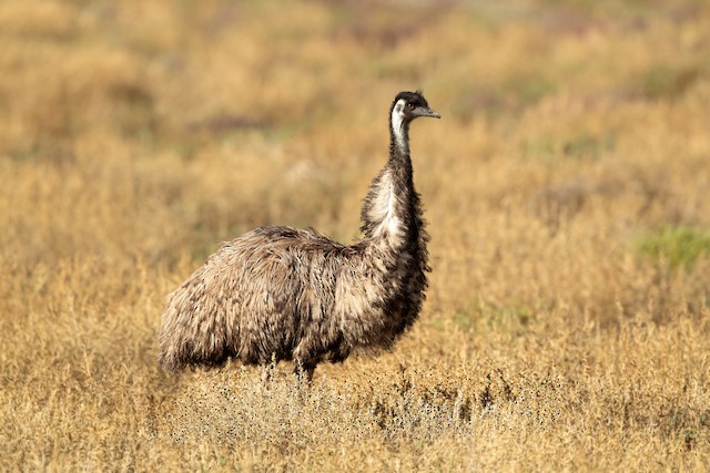 Emu Ebird