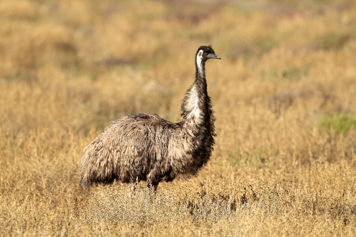 emu hnědý - ML261543741