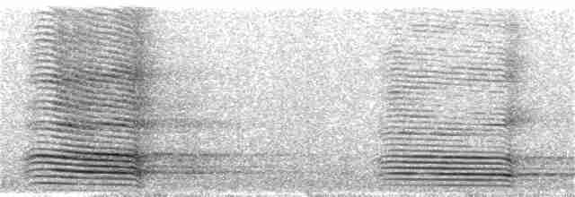 Cuervo Australiano - ML261544221