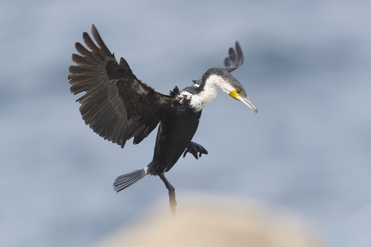 ML261547031 - Great Cormorant (White-breasted) - Macaulay Library