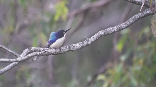 Forest Kingfisher - ML261548171