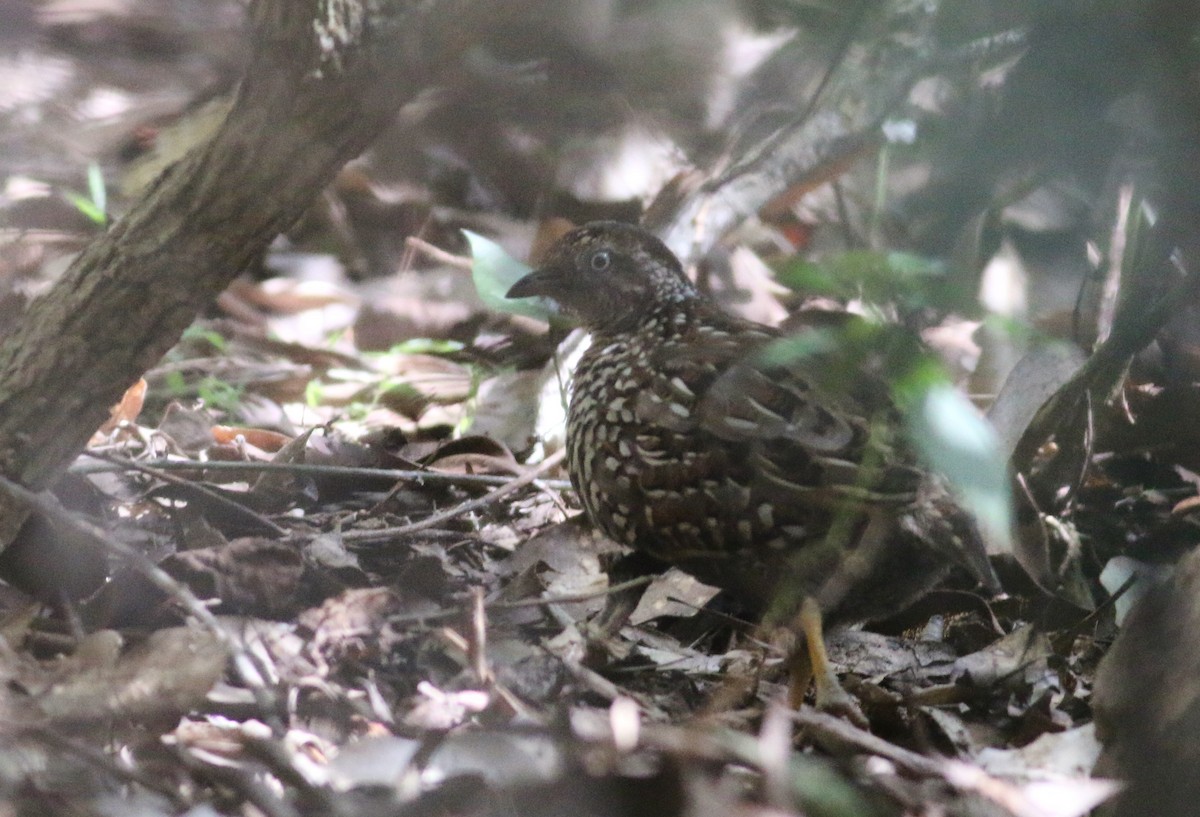 Black-breasted Buttonquail - ML26154851