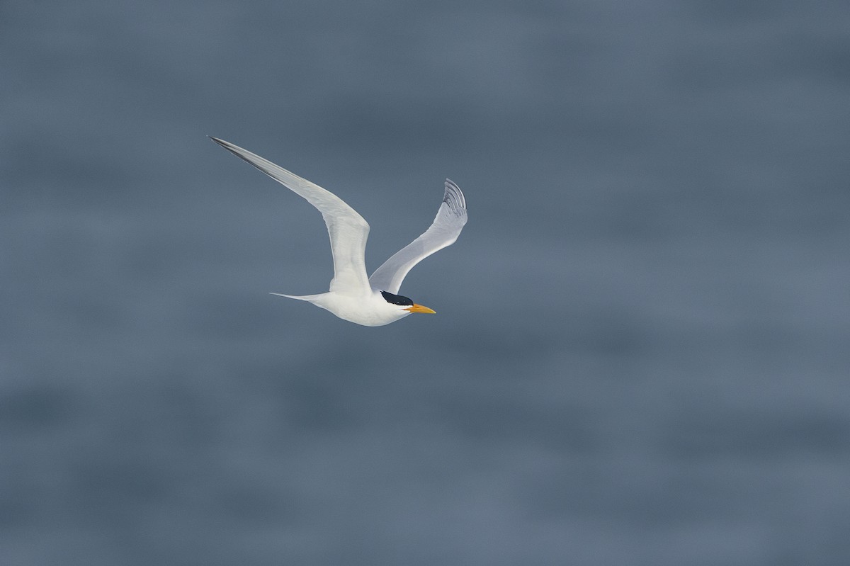 West African Crested Tern - ML261549061
