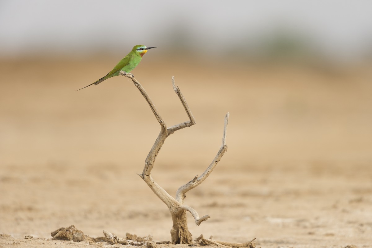 Blue-cheeked Bee-eater - ML261549721