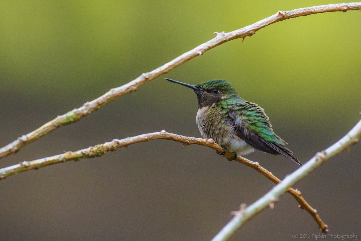 Ruby-throated Hummingbird - Tal Pipkin