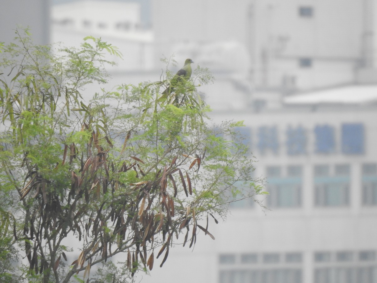 White-bellied Green-Pigeon - Mei-Luan Wang