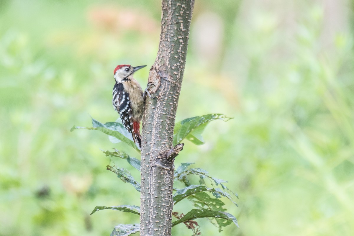 Fulvous-breasted Woodpecker - ML261554821