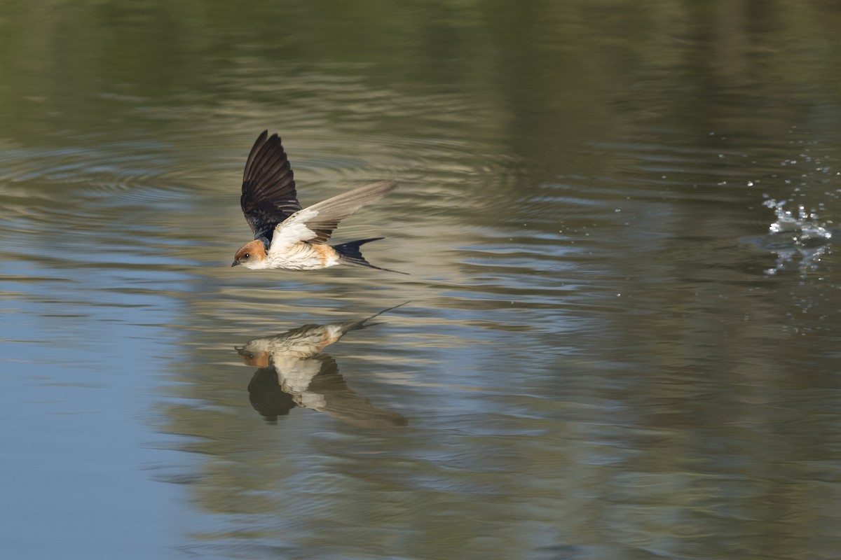 Greater Striped Swallow - ML261556201