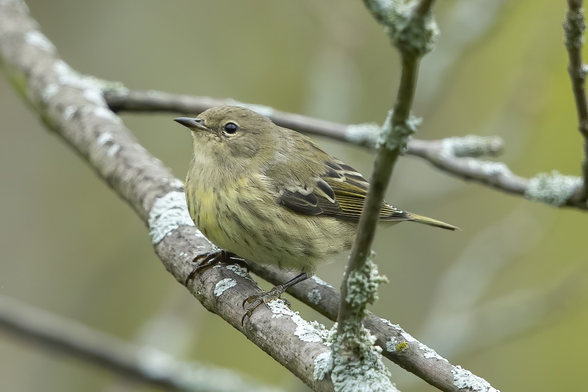 Cape May Warbler - ML261559751