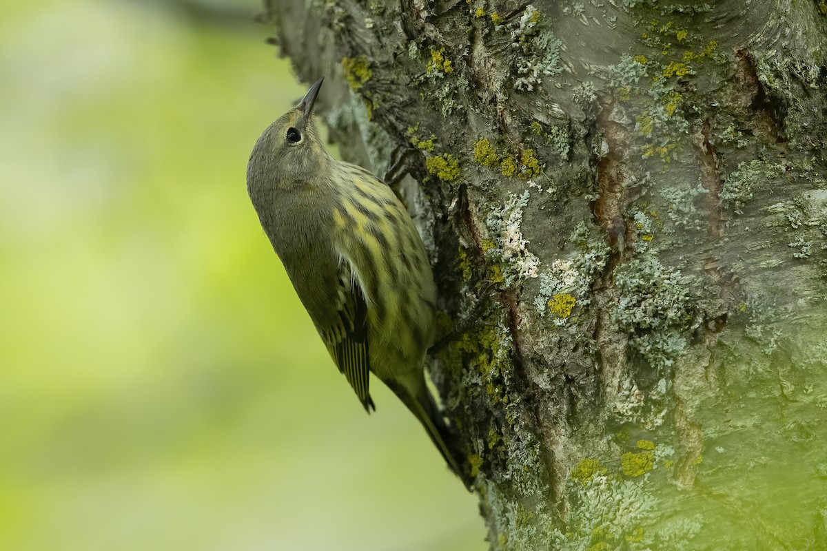 Cape May Warbler - ML261559761