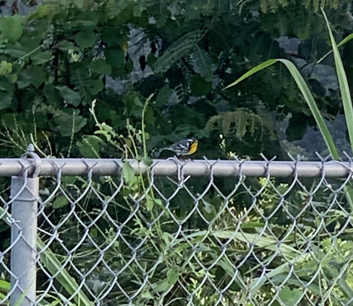 Yellow-throated Warbler - ML261560431
