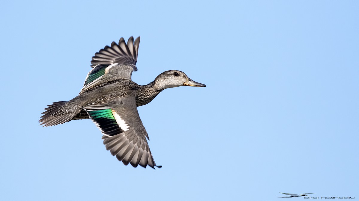 Green-winged Teal - ML261564631