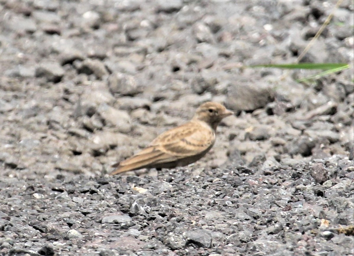 Ashy-crowned Sparrow-Lark - ML261564961