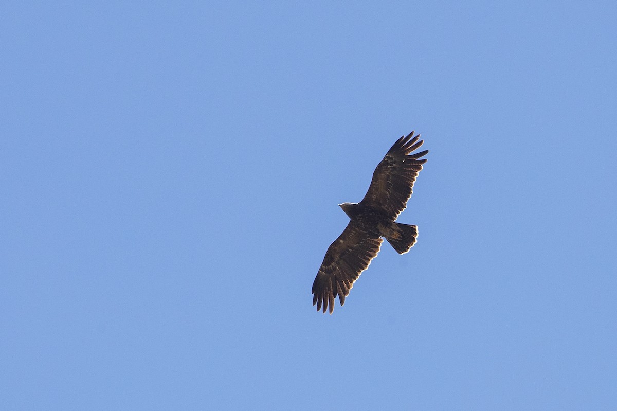 Lesser Spotted Eagle - ML261571161