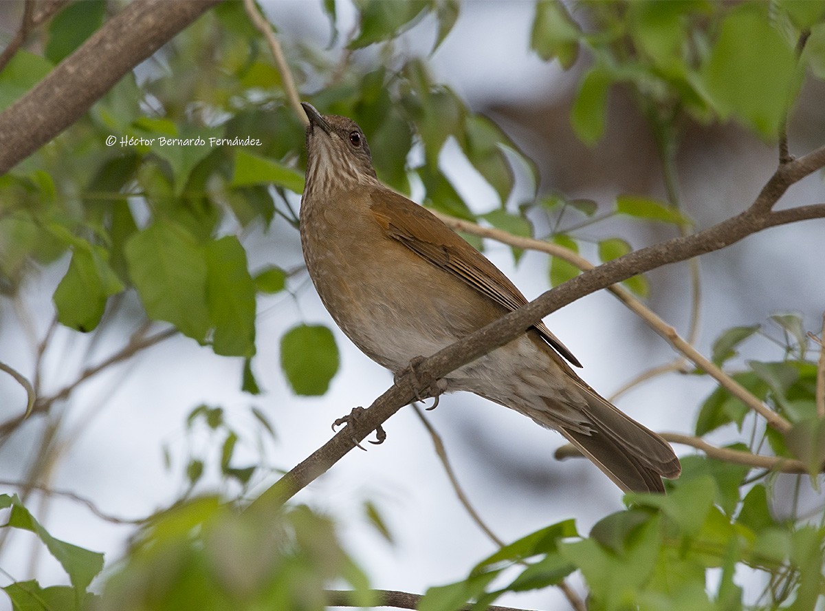 Pale-breasted Thrush - ML261571511