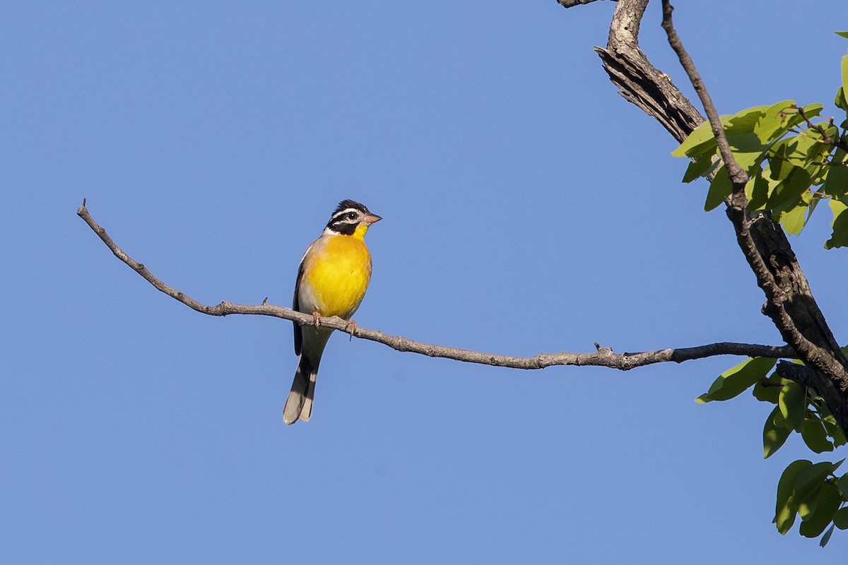 Golden-breasted Bunting - ML261571781