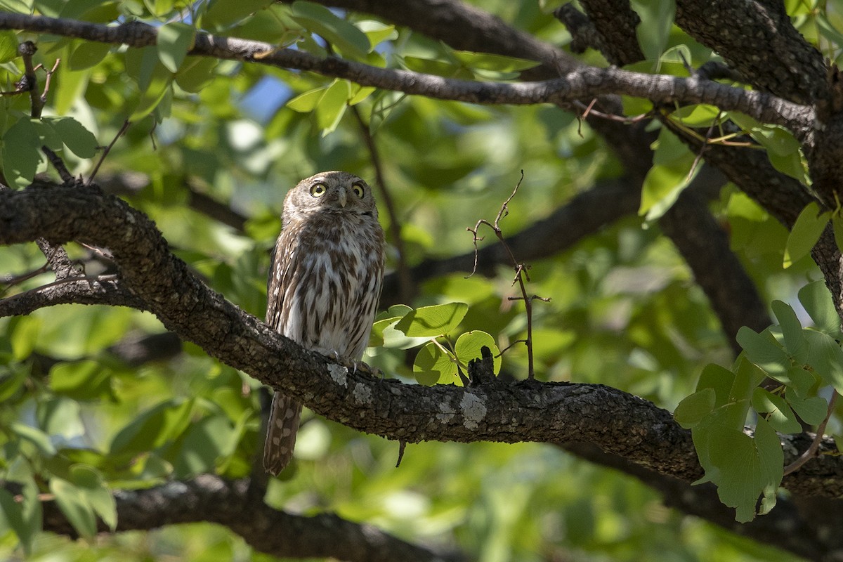 Pearl-spotted Owlet - ML261571841