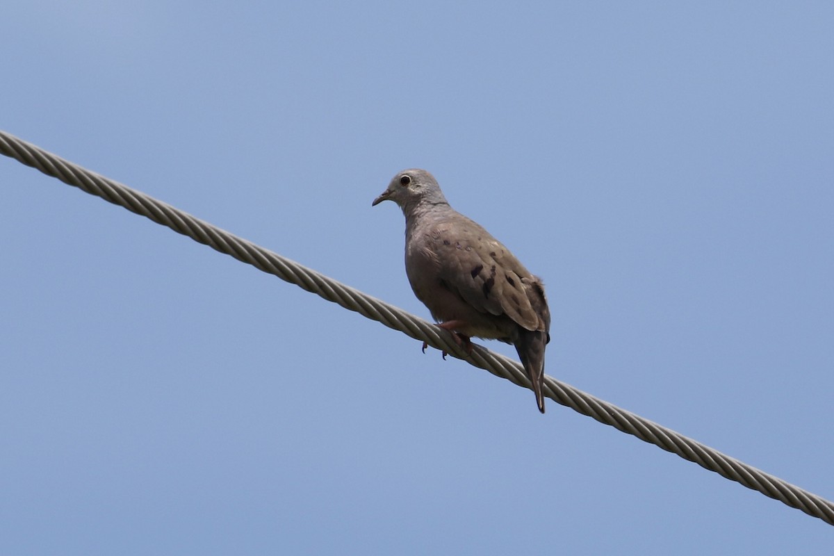 Plain-breasted Ground Dove - ML261572391